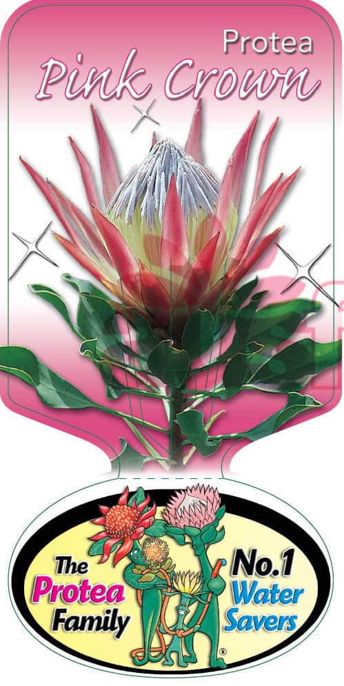 Proteaceae | Protea plants | Proteaceae plants | Protea| Small Protea | Shrub | Protea Pink Crown Label