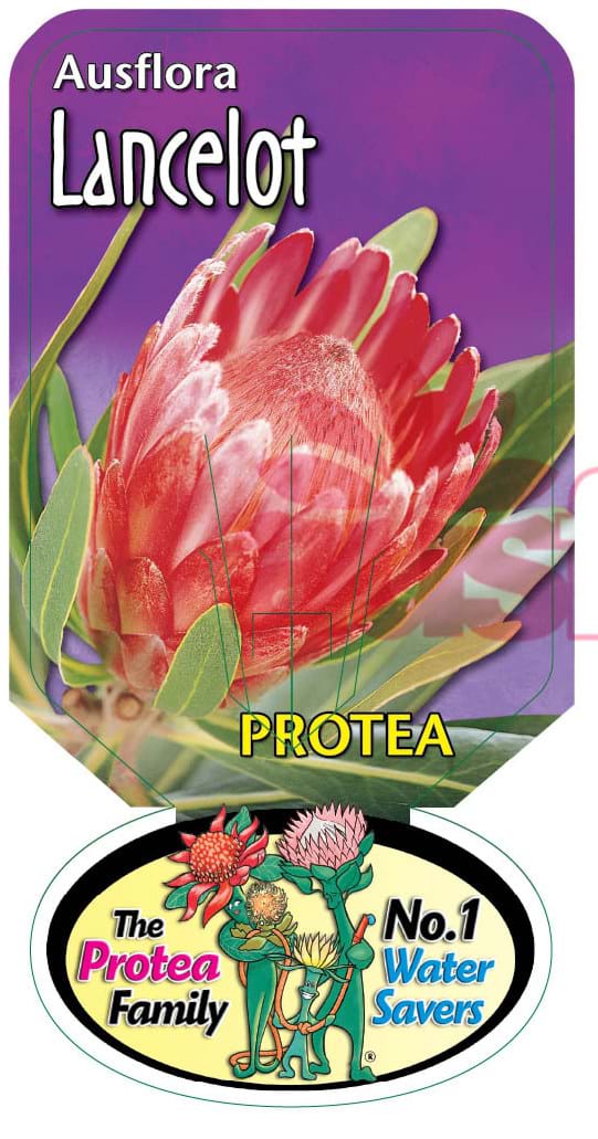 Protea Lancelot Label | Proteaceae | Protea plants | Proteaceae plants | Protea| Large shrub | Shrub |