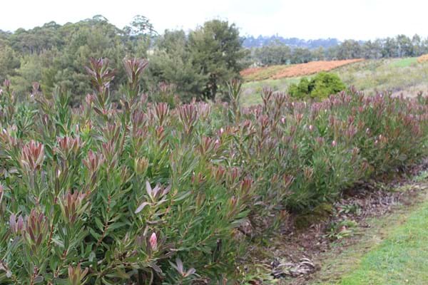 Protea | Protea Plant | Protea Pink Ice | Hedge