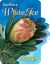 Proteaceae | Protea plants | Proteaceae plants | Protea| Large shrub | Shrub | Protea White Ice Label