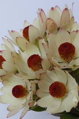 Leucadendron Summer Sun | Leucadendron | Proteaceae | Conebush