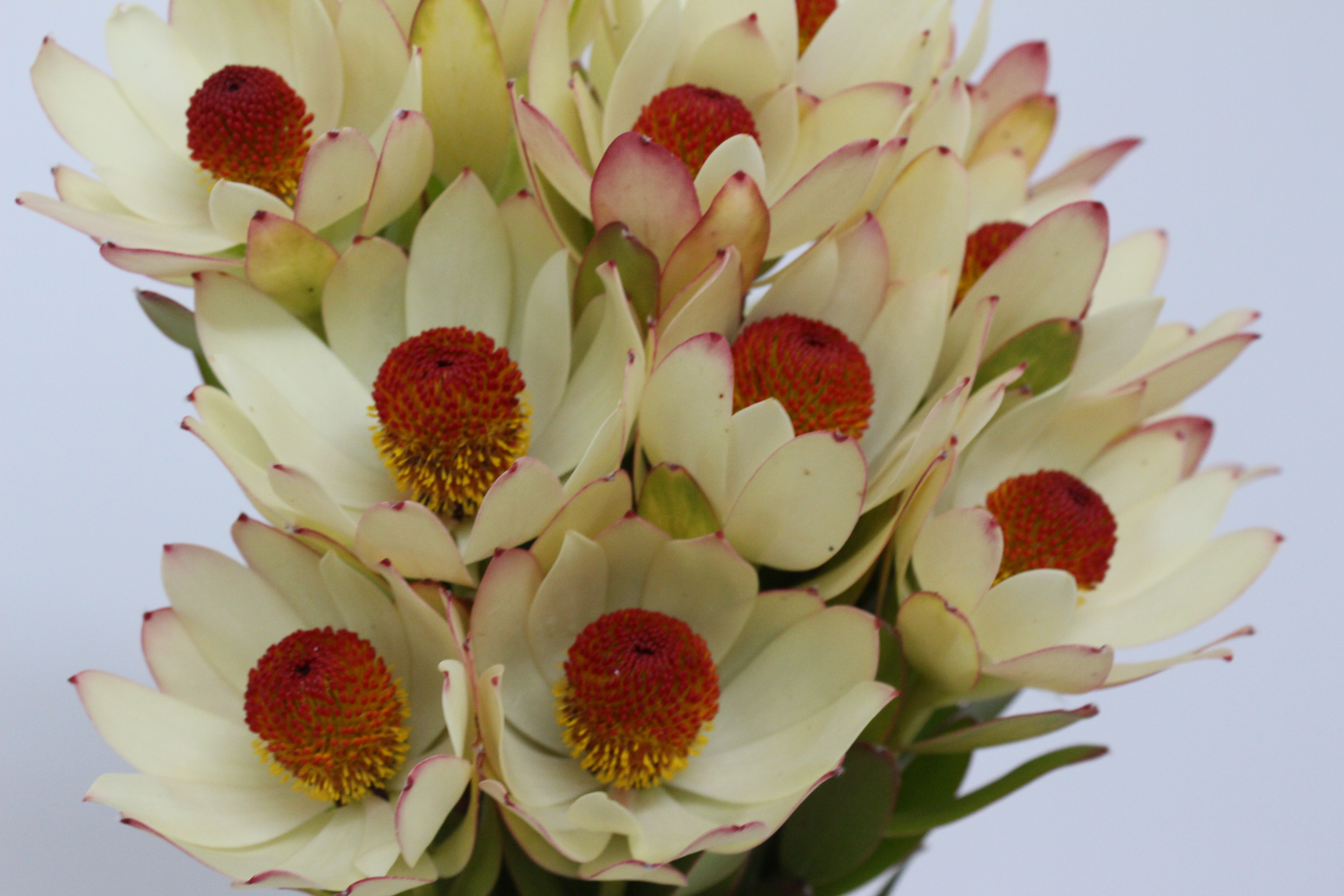 Leucadendron | Ausflora Pacific | Leucadendron Summer Sun