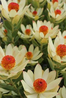 Leucadendron Summer Sun | Leucadendron | Proteaceae | Conebush