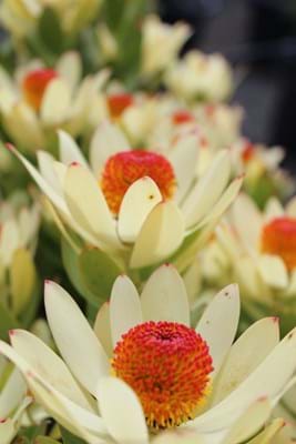 Leucadendron Summer Sun | Leucadendron | Proteaceae | Conebush