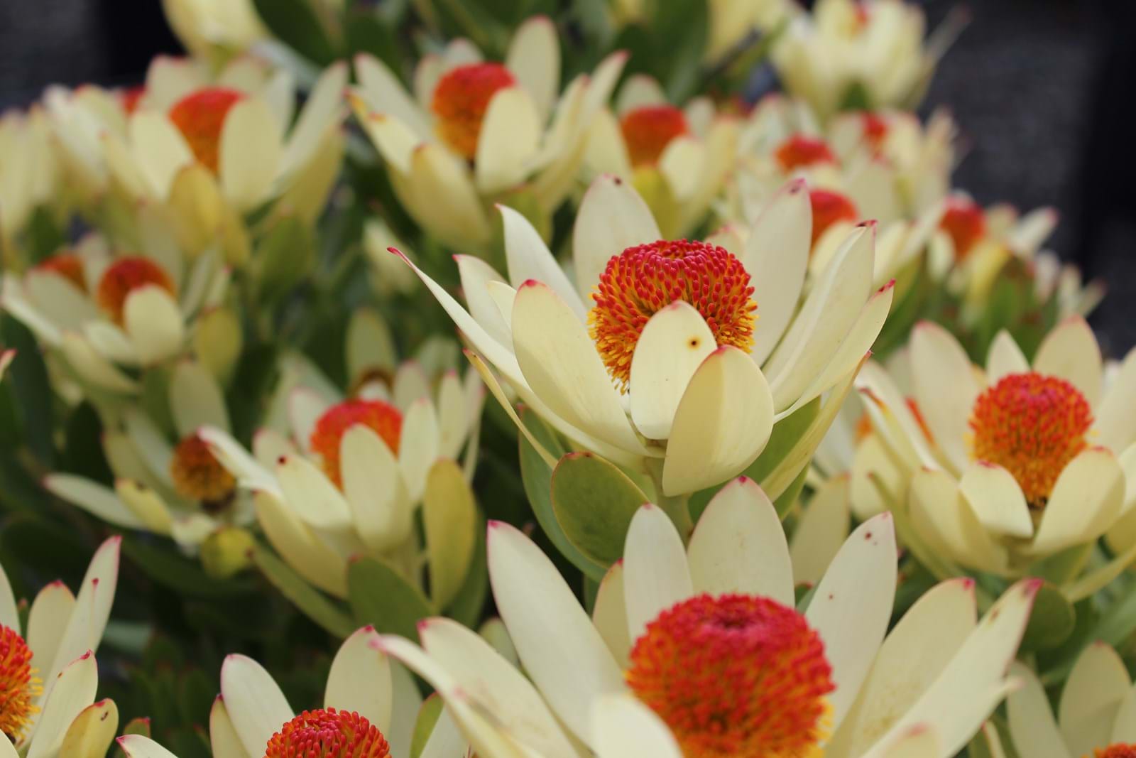 Leucadendron | Ausflora Pacific | Leucadendron Summer Sun