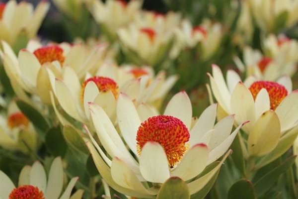 Leucadendron | Ausflora Pacific | Leucadendron Summer Sun