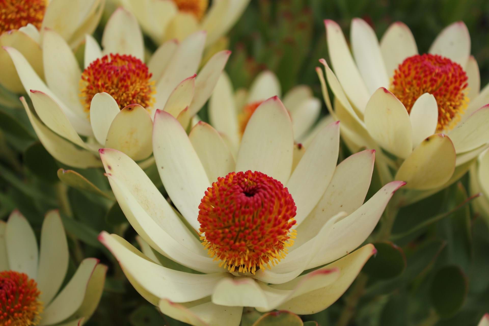 Leucadendron | Ausflora Pacific | Leucadendron Summer Sun