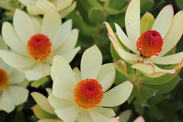 Leucadendron Summer Sun | Leucadendron | Proteaceae | Conebush