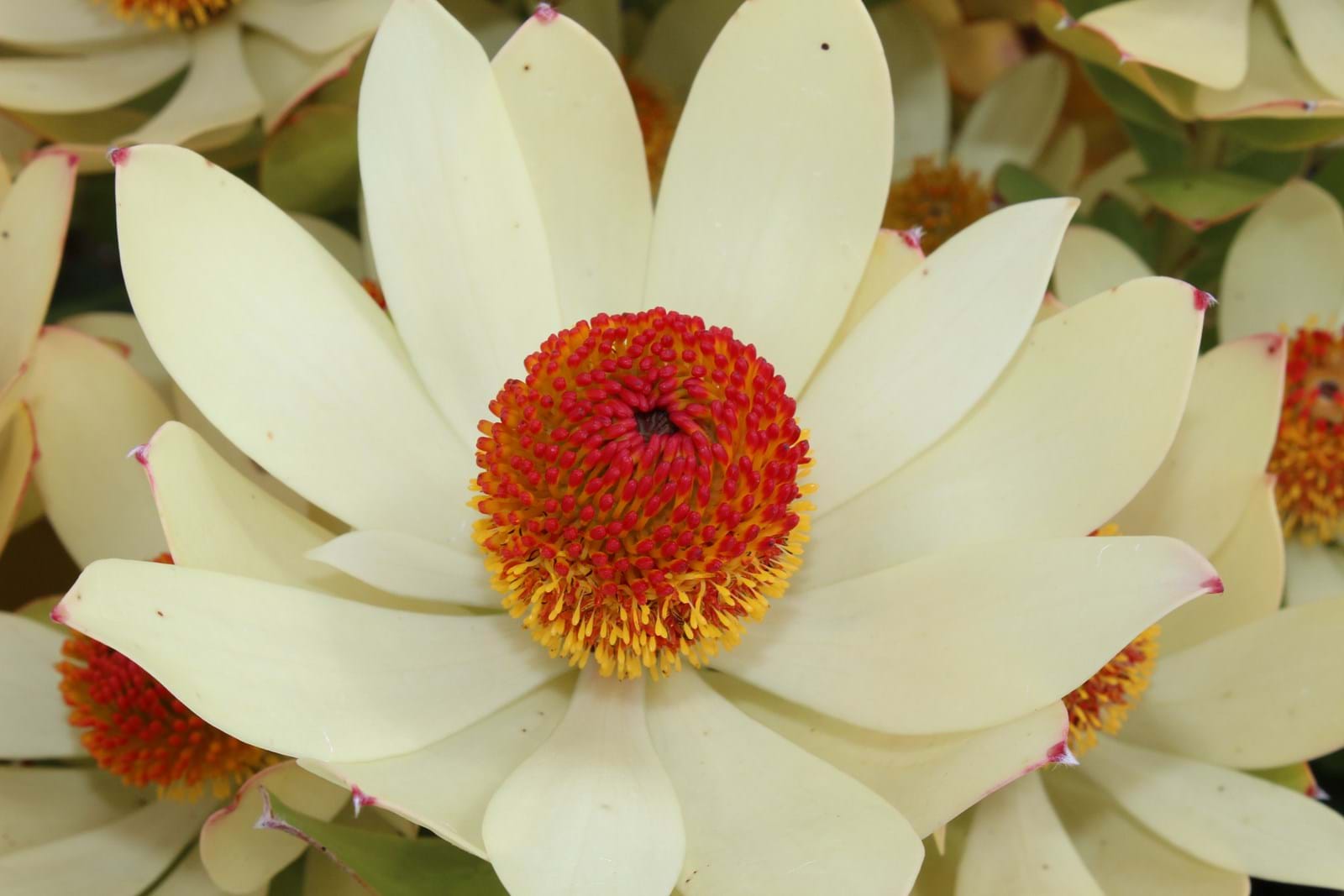 Leucadendron | Ausflora Pacific | Leucadendron Summer Sun