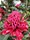 Waratah | Telopea | Pruning | Protea Plants