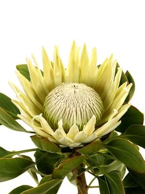 Protea | Protea Plants | Protea Plant | Protea King | Protea cynaroides | Protea Flower