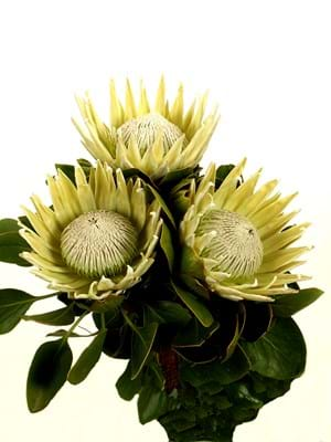 Protea | Protea Plants | Protea Plant | Protea King | Protea cynaroides |